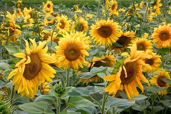 Sonnenblumenfeld