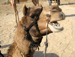 kamel