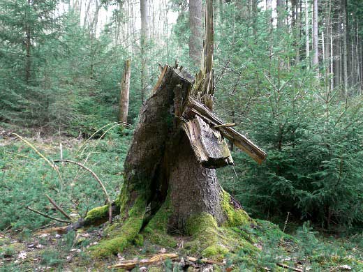 baumstumpf
