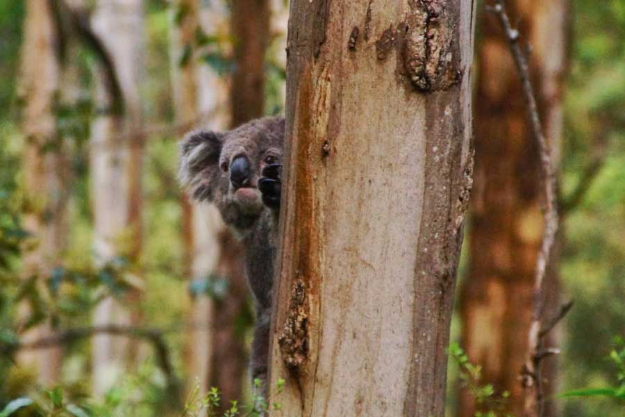 Koala