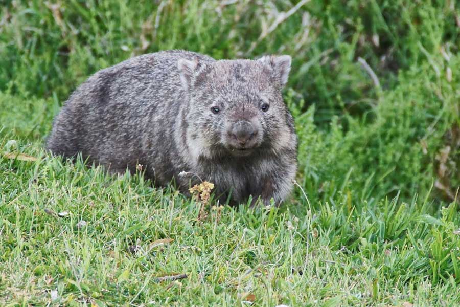 Wombat