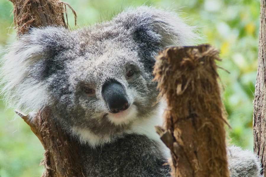 Koala