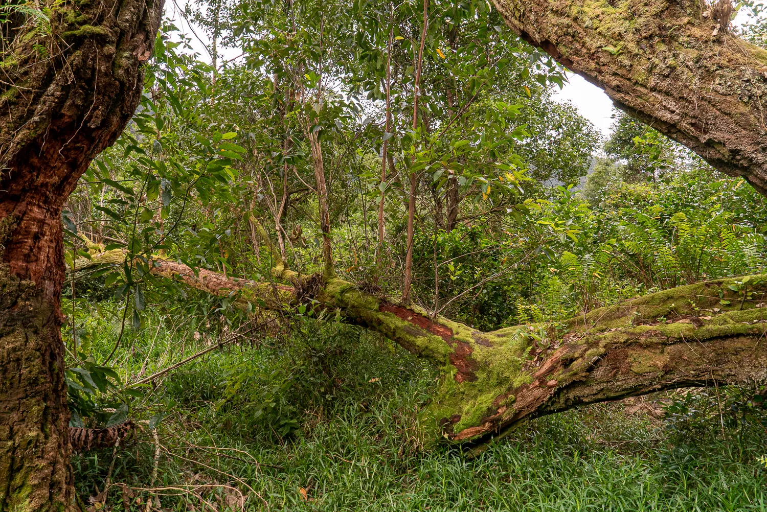 großer baum mit moos bedeckt im dichten wald