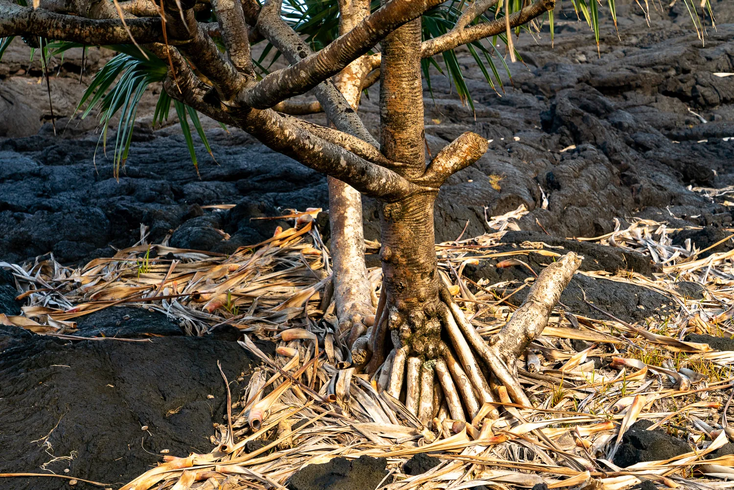 Baum mit Wurzeln im Lavastrom, trockenes Laub umgeben