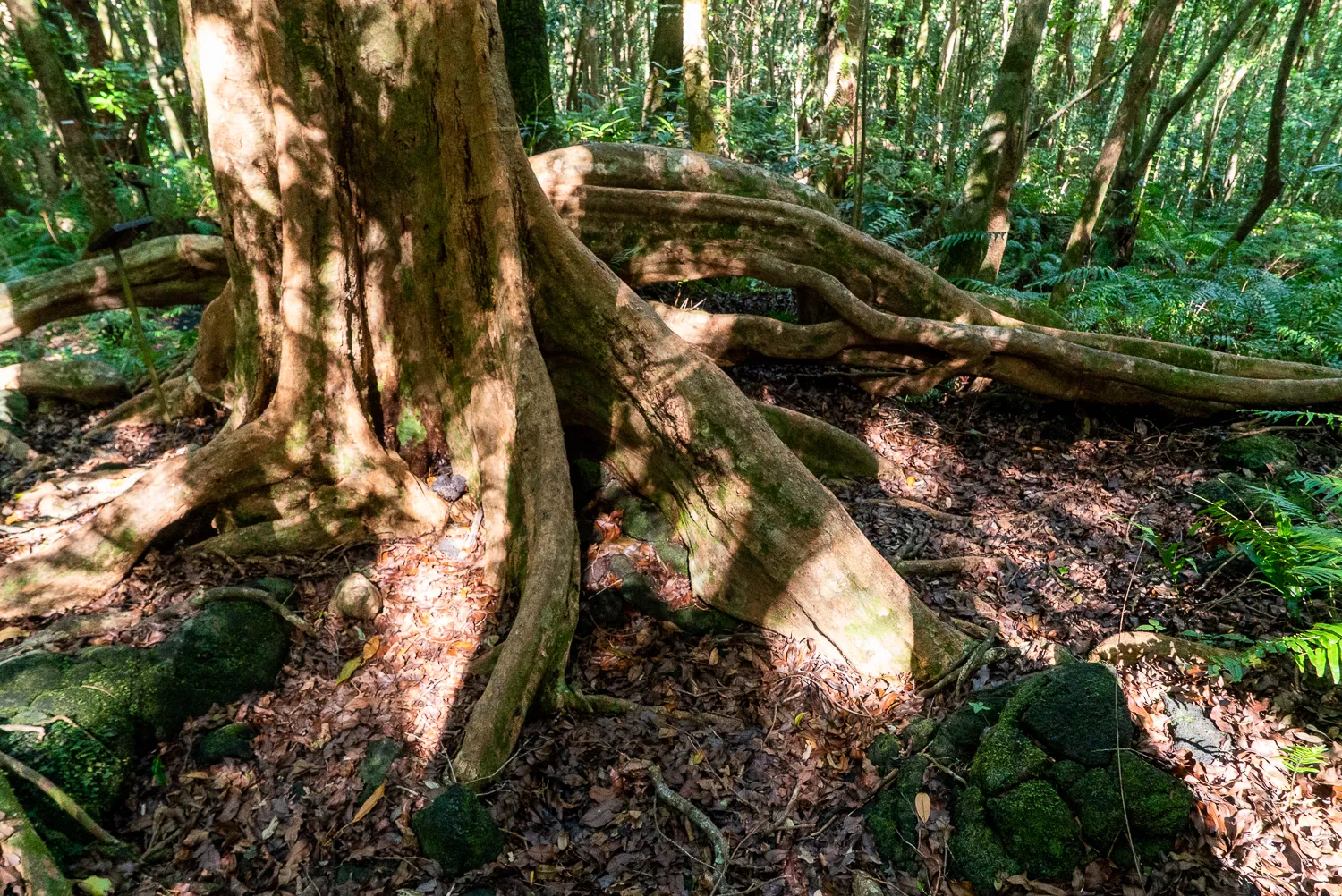 Riesiger Baumstamm mit ausladenden Wurzeln im dichten Wald.