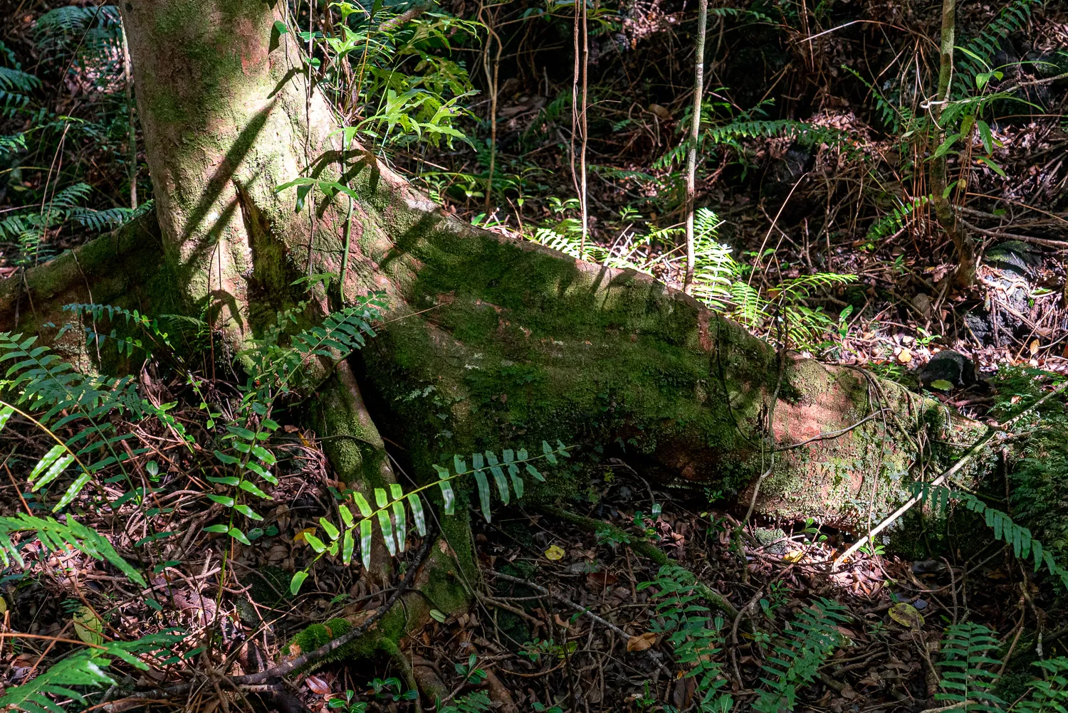 großer baumstamm mit moos und farnen im dichten wald