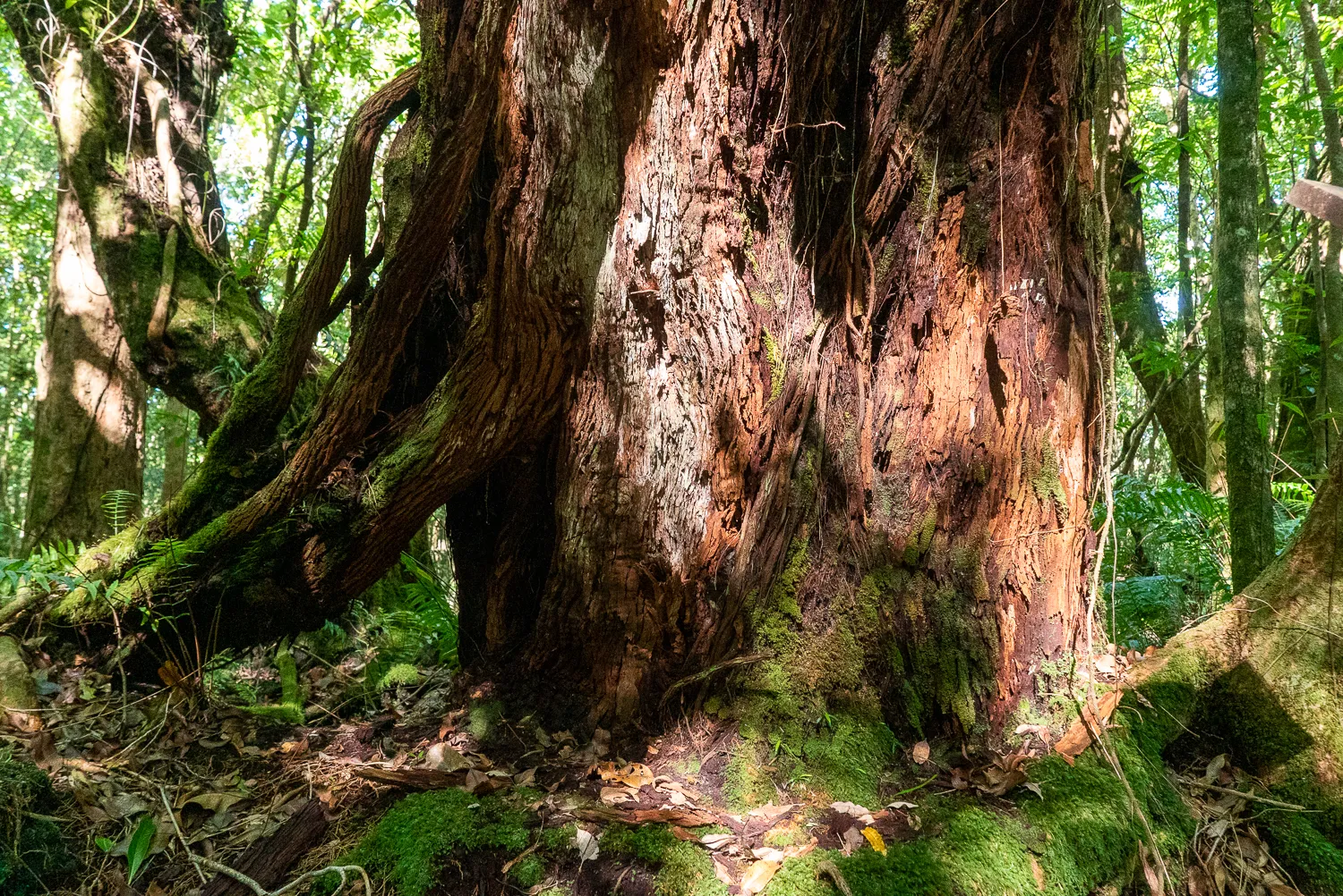 Riesiger Baumstamm im dichten Wald mit Moos und Wurzeln.