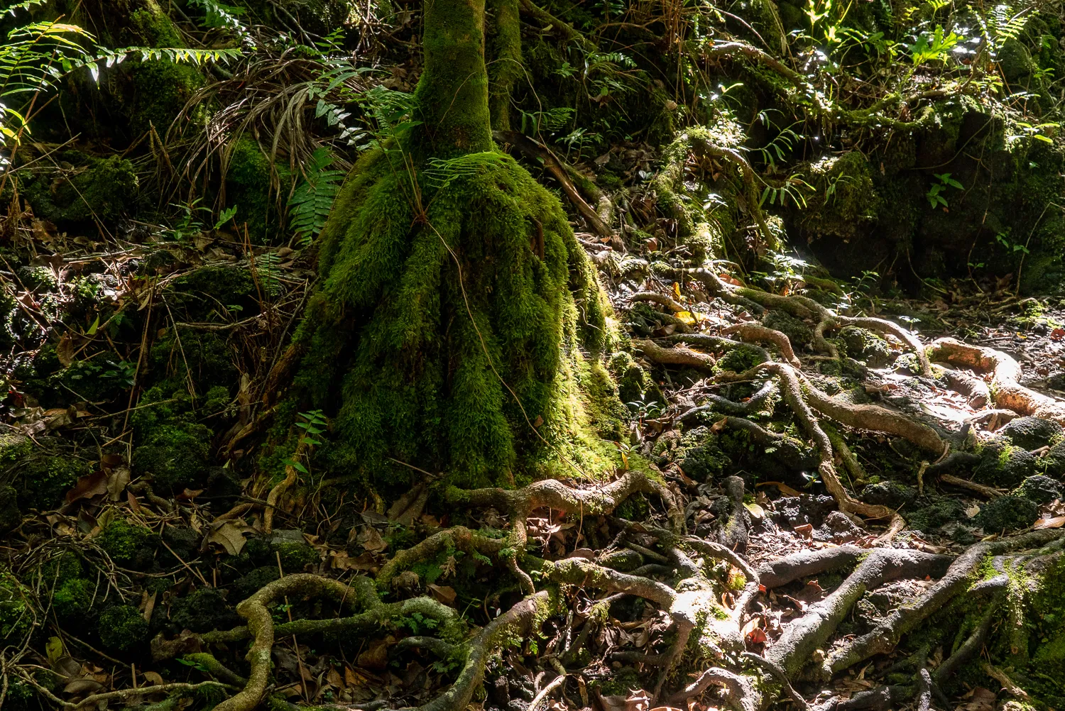Moosbewachsener Baumstamm mit ausgeprägten Wurzeln im Wald