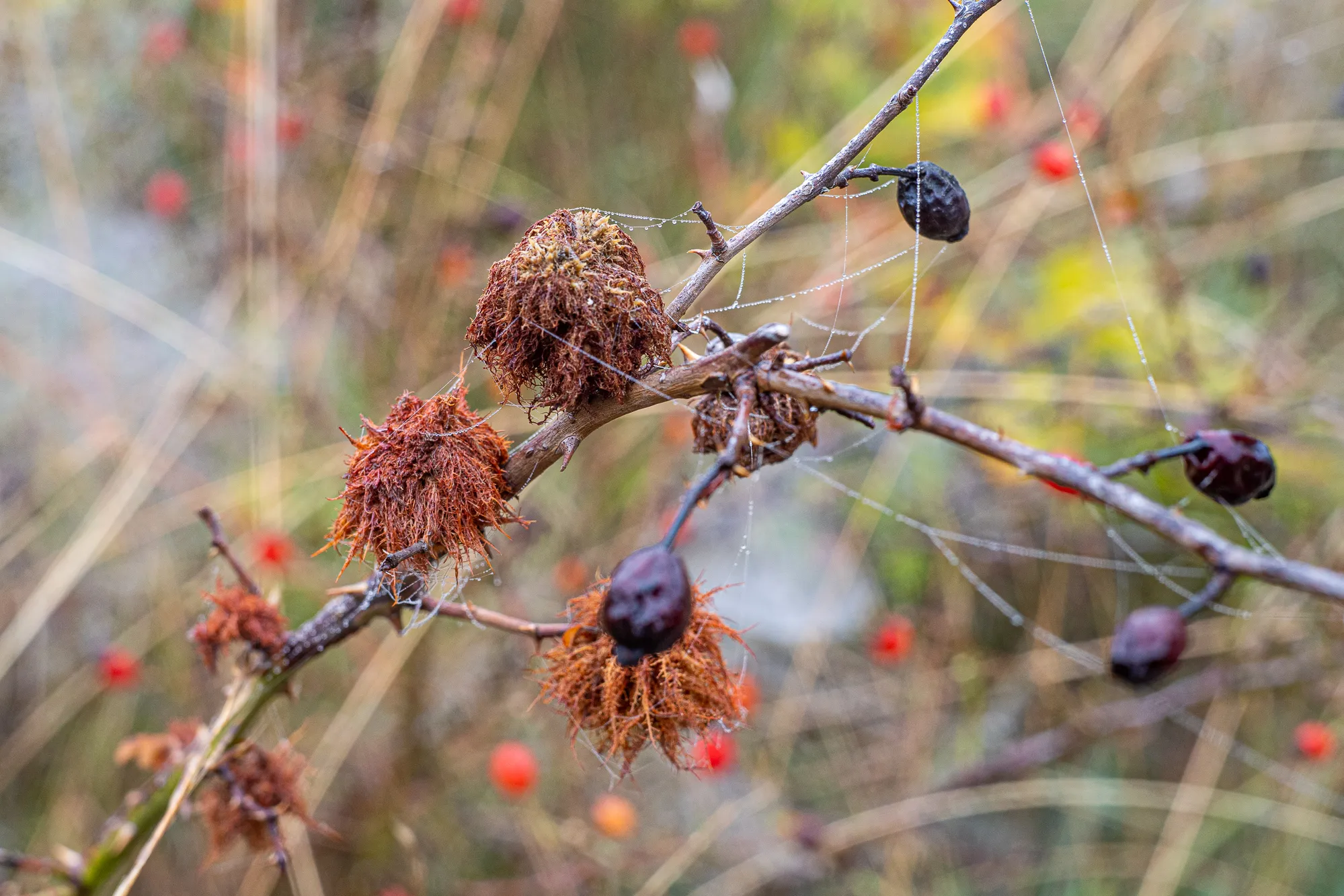 Naturkunstwerke im Morgennebel: getrocknete Beeren und Spinnweben auf Zweigen