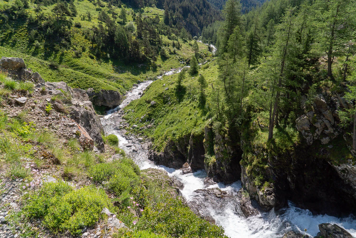 Bergfluss durch grüne Schlucht mit Felsen und Nadelbäumen