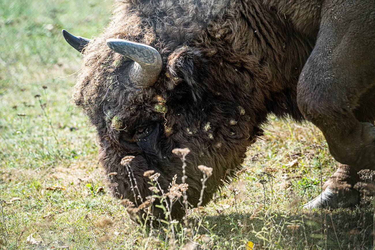 Bison mit Hornen frisst Gras in einer Wiese