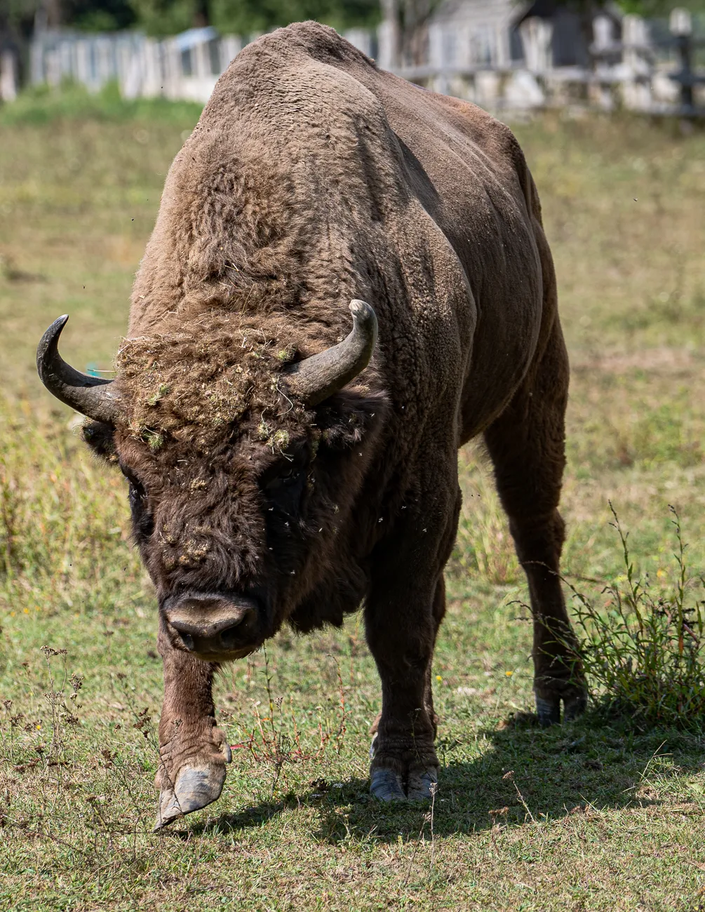 großer brauner Bison mit Hörnern steht auf grünem Gras