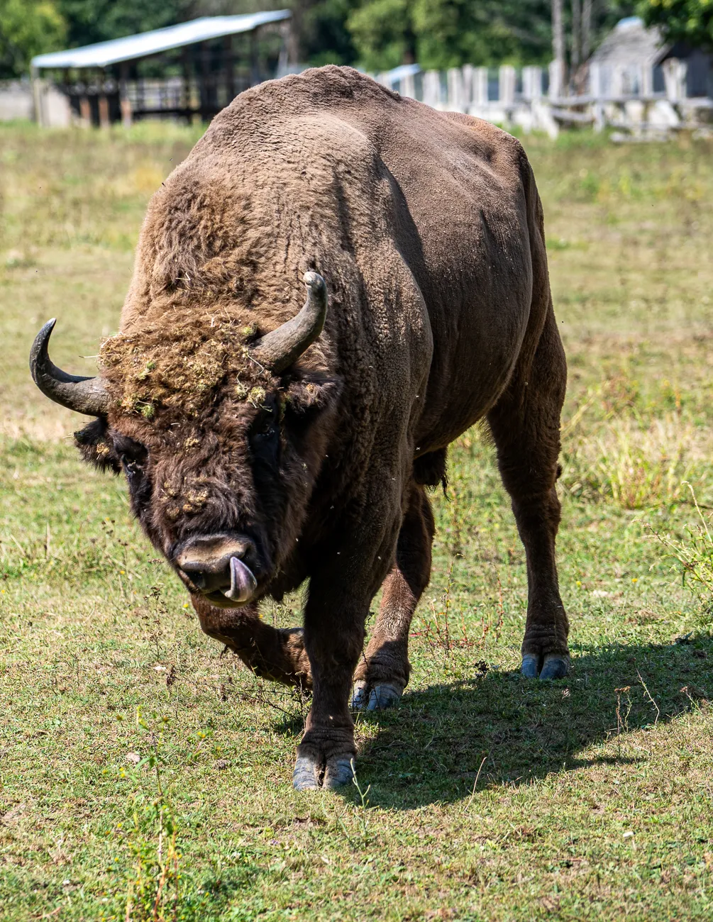 Bison mit Hornen und Zunge im Gras