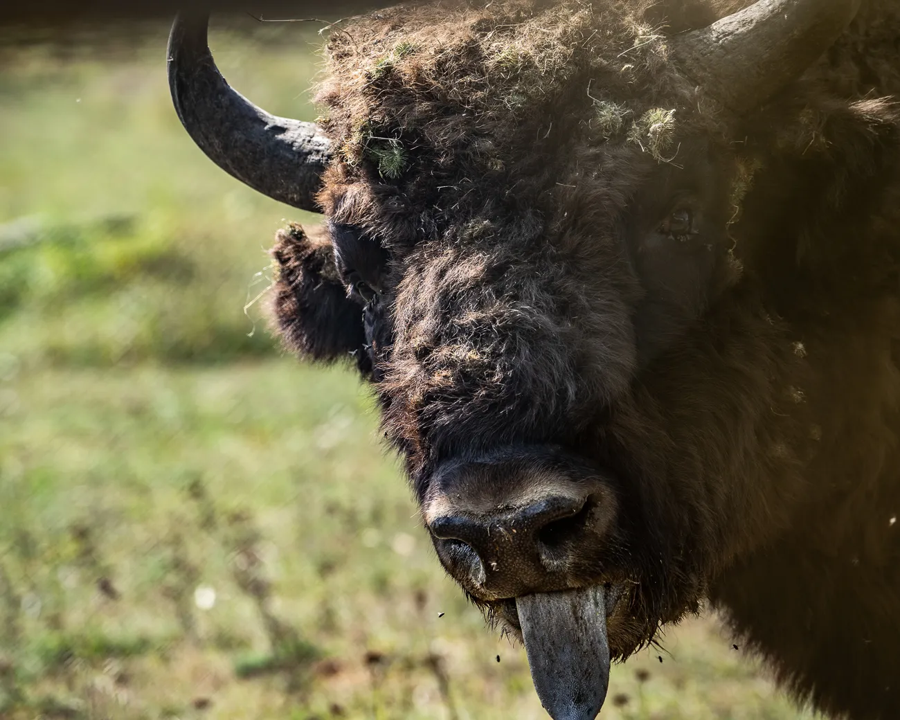 Nahaufnahme eines Bisonkopfes mit Hörnern und Zunge im Grasland