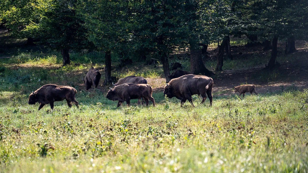 Bisons grasen in einem grünen Feld unter Bäumen