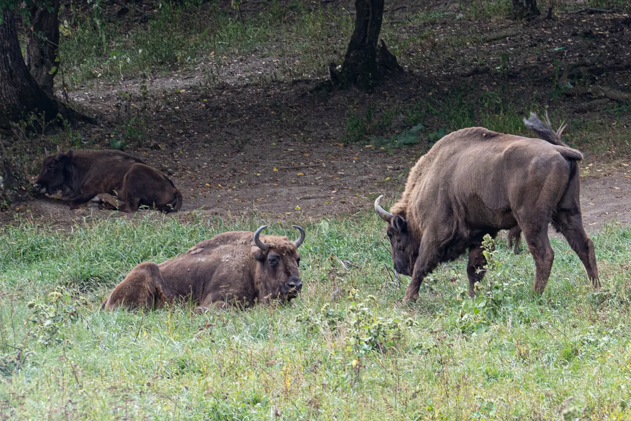 Drei Bisons in Grasland, zwei liegen, einer steht und grast