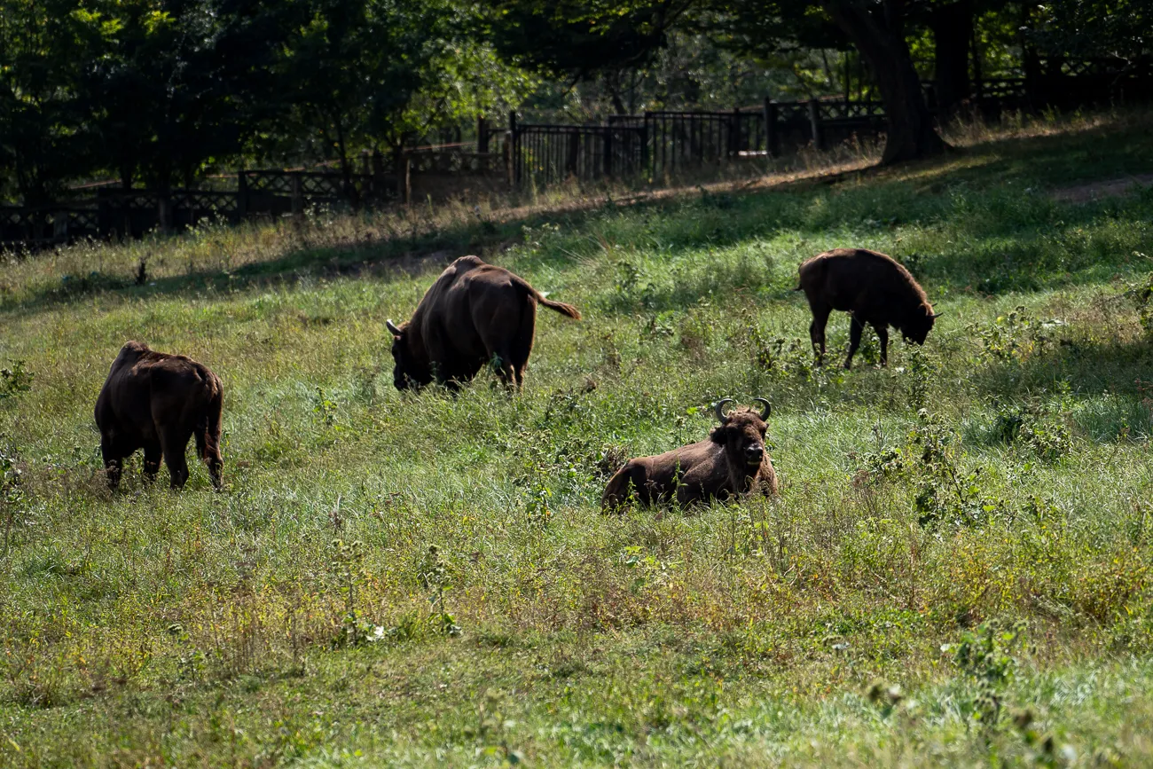 Vier Bisons grasen und ruhen sich in einem grünen Feld aus.