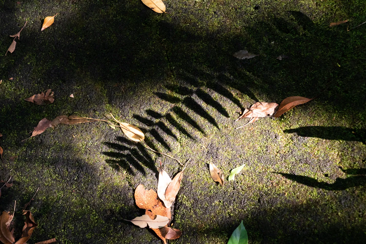 Schatten von Blättern auf moosbedecktem Boden im Wald