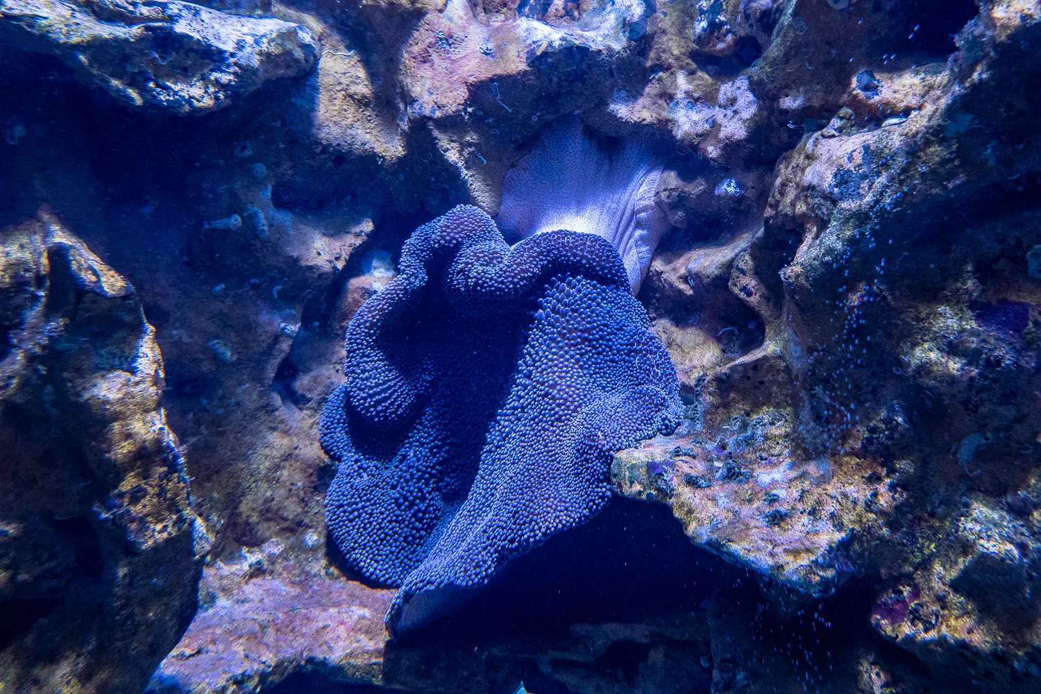 große blaue koralle zwischen felsen im wasser