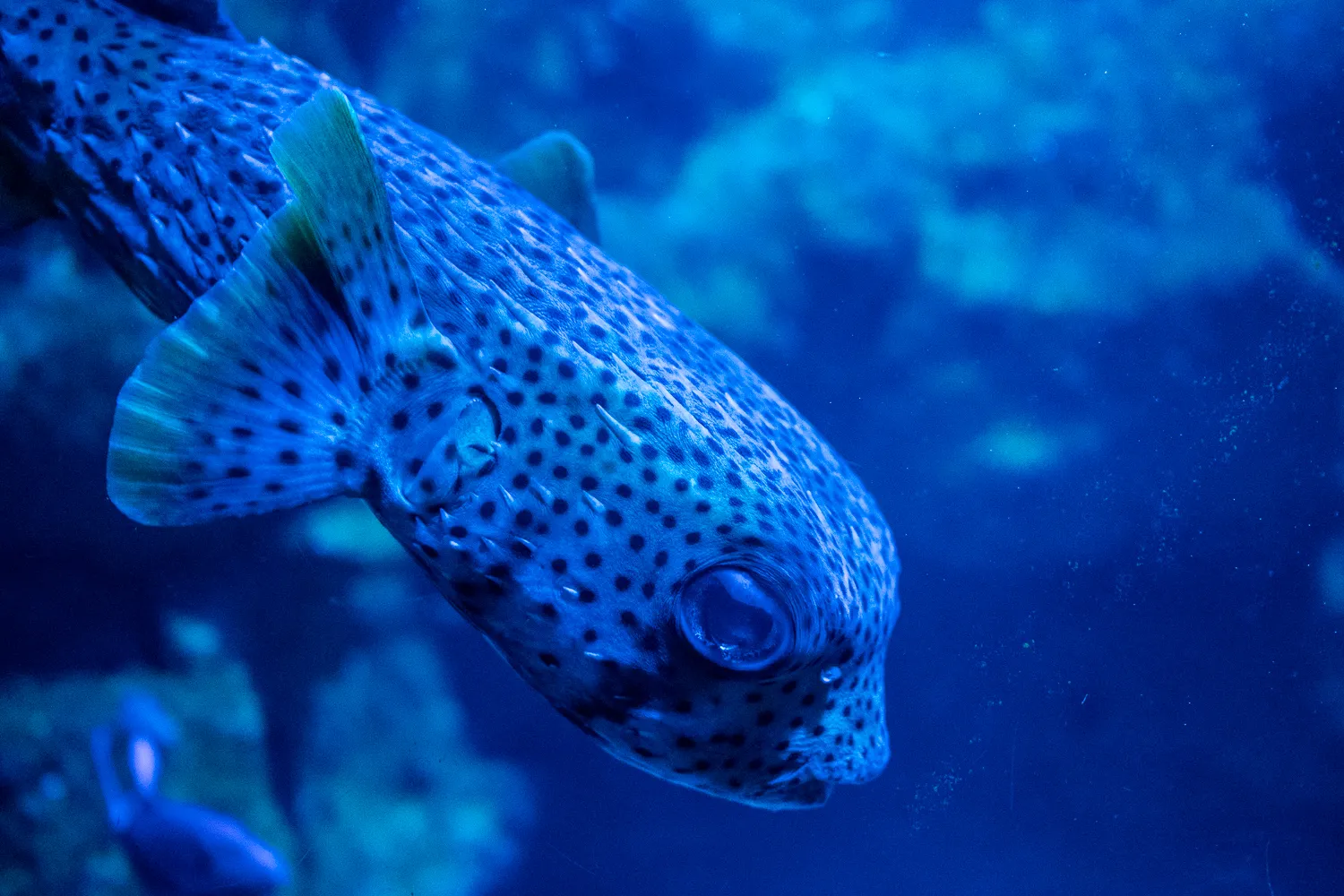 blauer fisch mit dunklen punkten schwimmt unter wasser