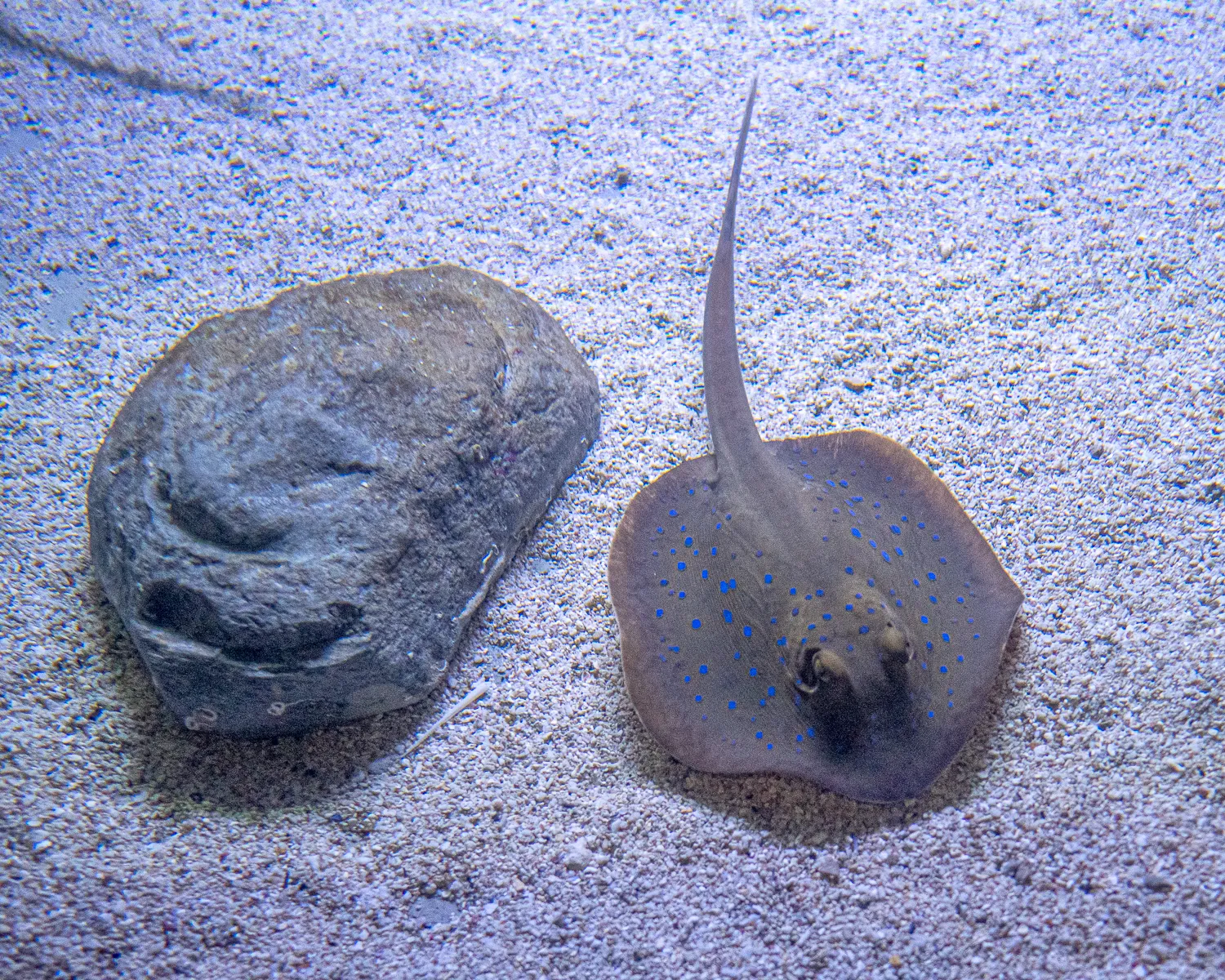 Blauer Fisch mit Punkten liegt neben Stein im Sand