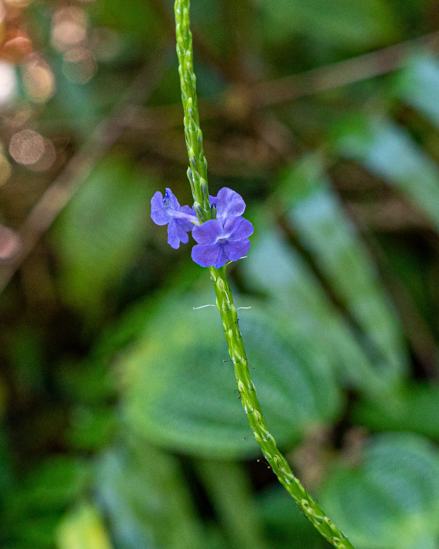Zwei lila Blüten an einem grünen Stängel vor grünem Hintergrund