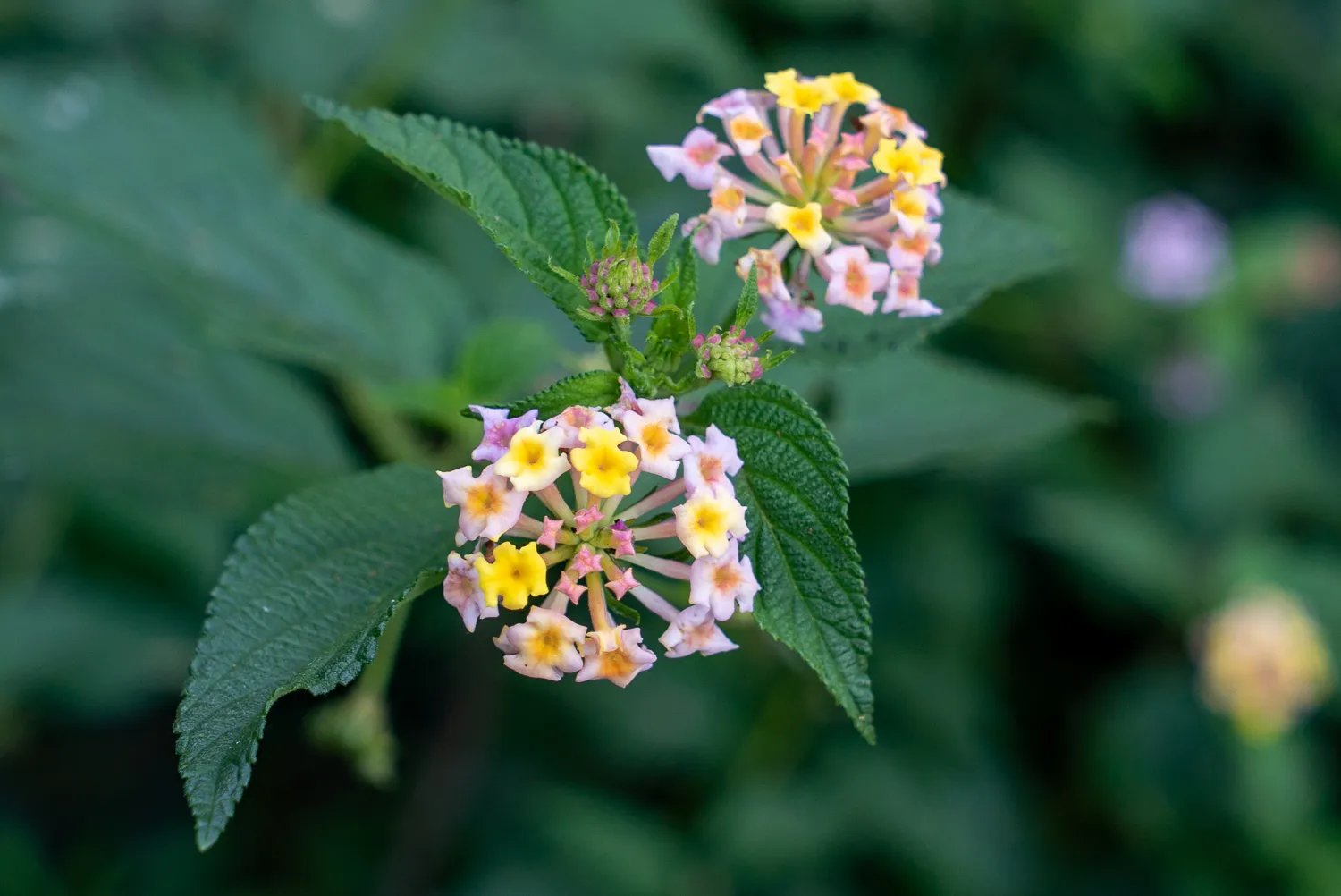 Blütenstände mit gelb-rosa Blüten an grünen Blättern