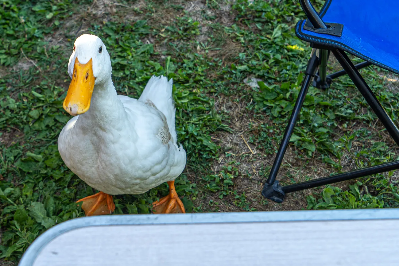 weiße Ente steht auf grünem Gras neben blauer Campingstuhl