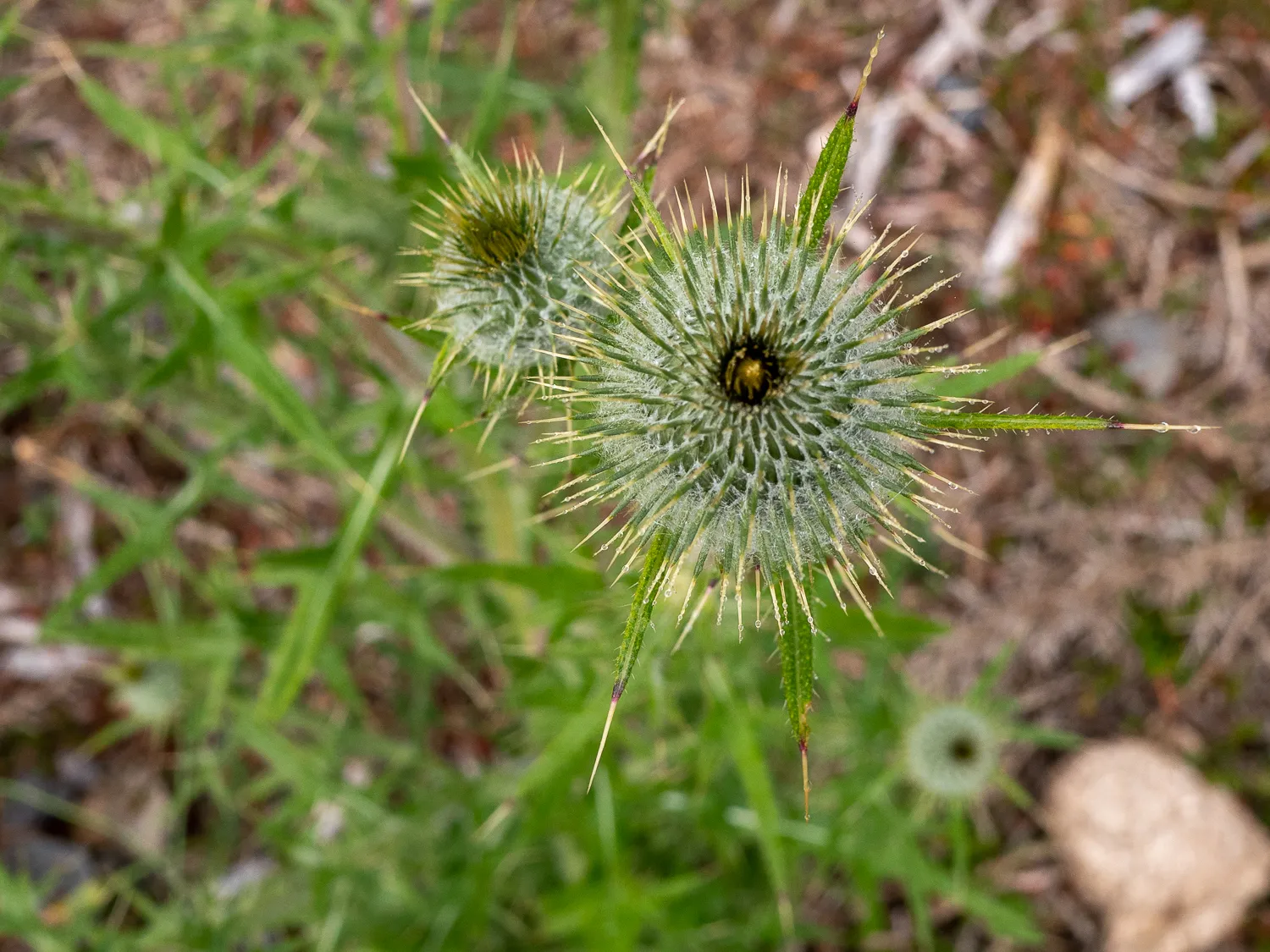 Grüne Doldenblume mit Stacheln im Gras