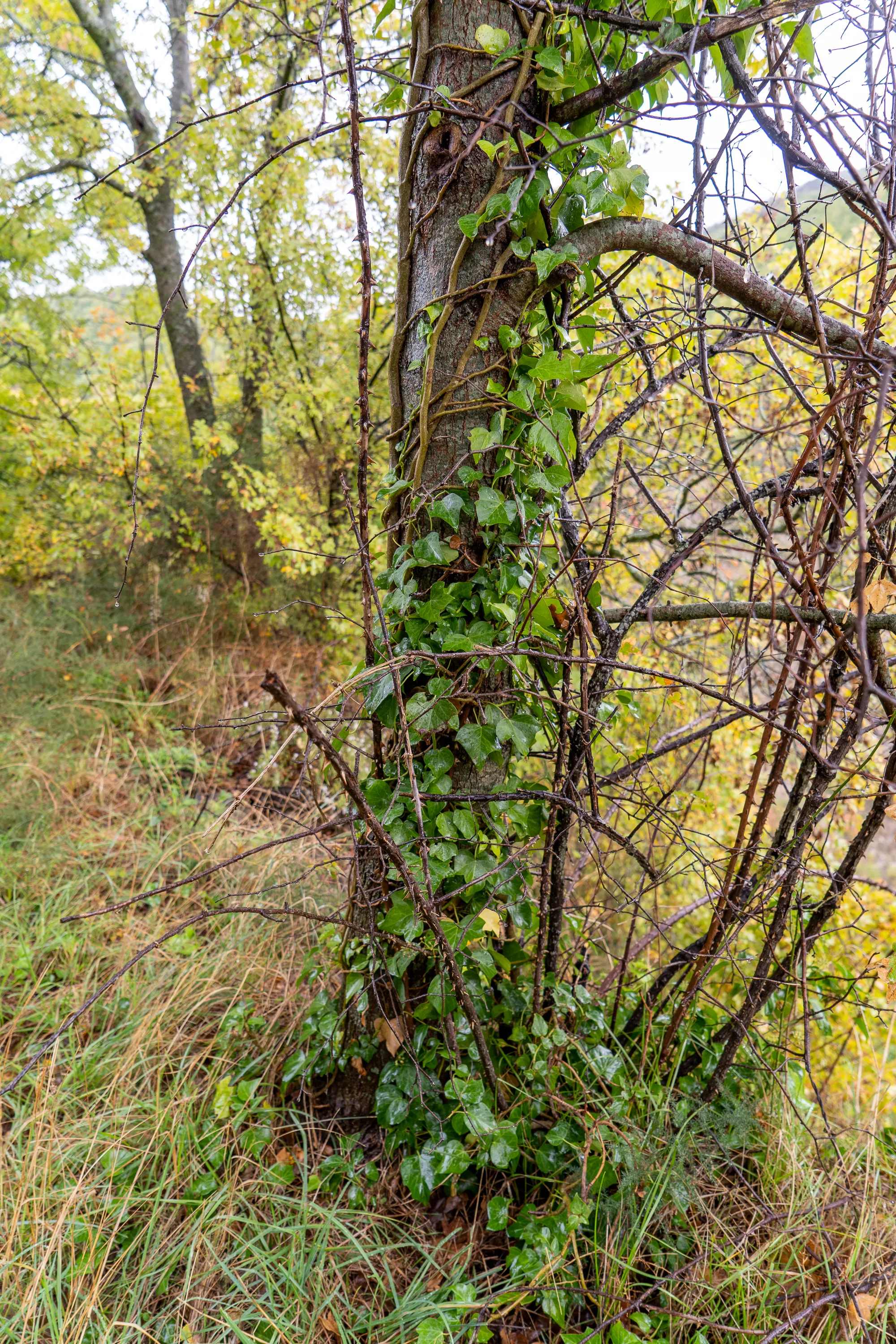 Eiche mit Efeu und kahlen Ästen im Herbstwald