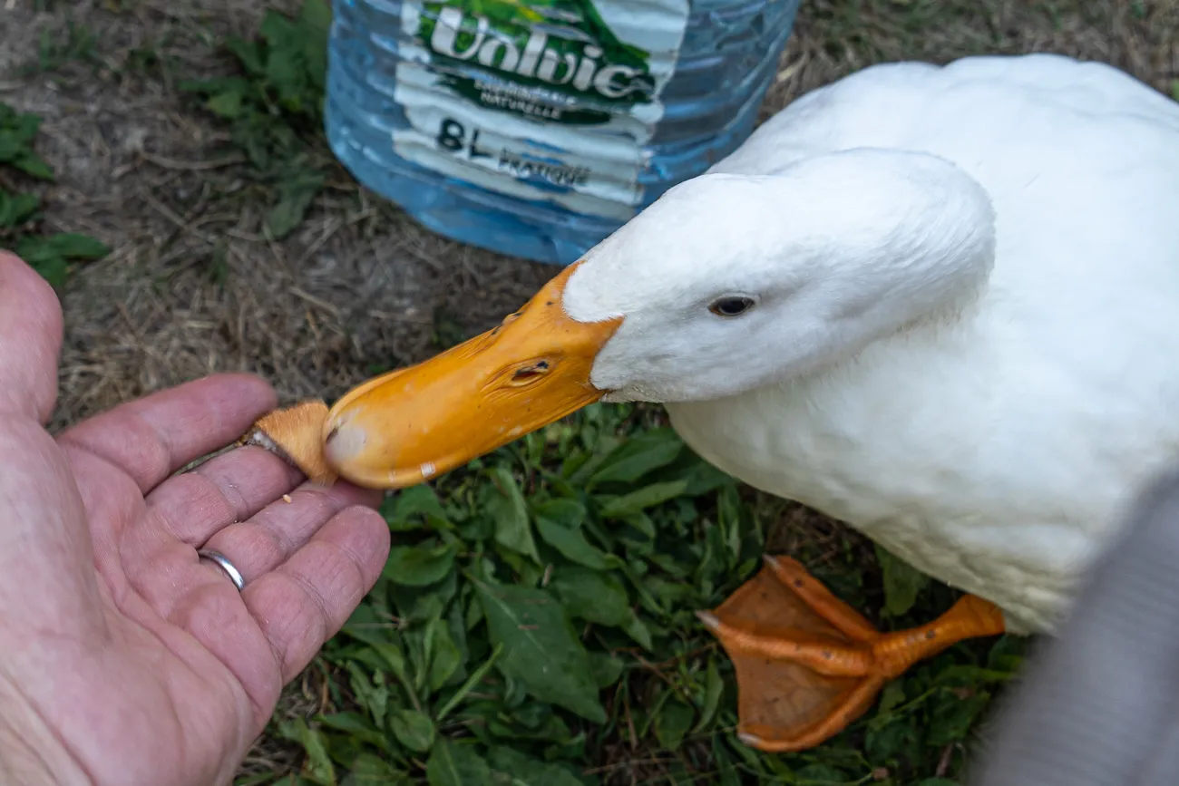 Eine weiße Ente nimmt ein Stück Brot aus einer menschlichen Hand.