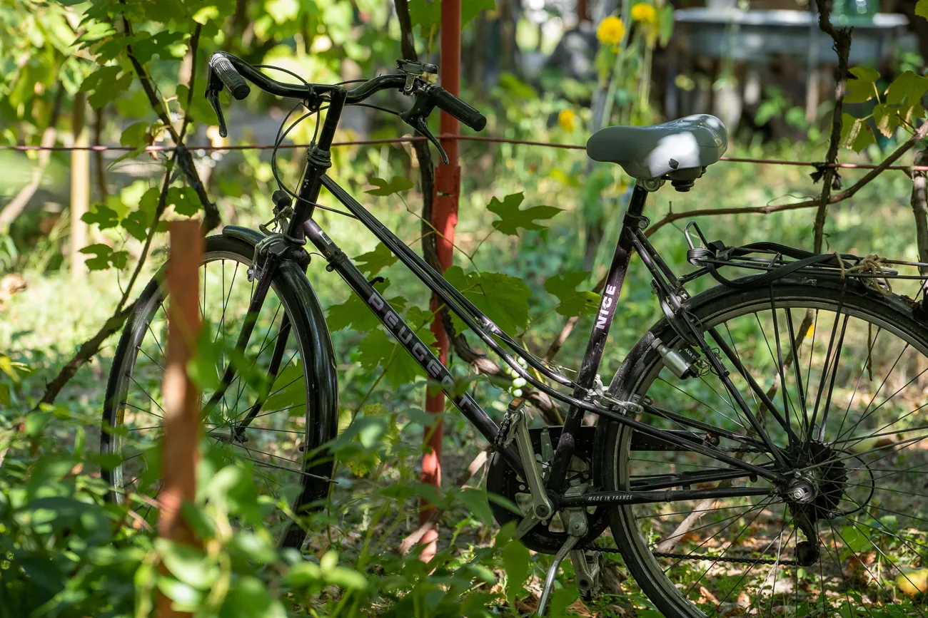 schwarzes fahrrad steht im grünen garten unter sonne