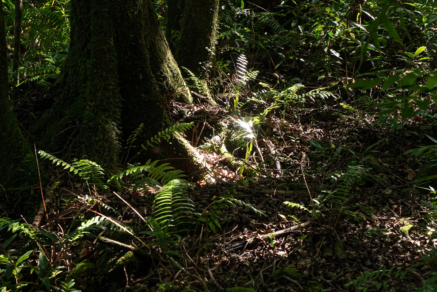 Sonnenschein durch dichten Wald mit Farnen und Moos an Baumstamm