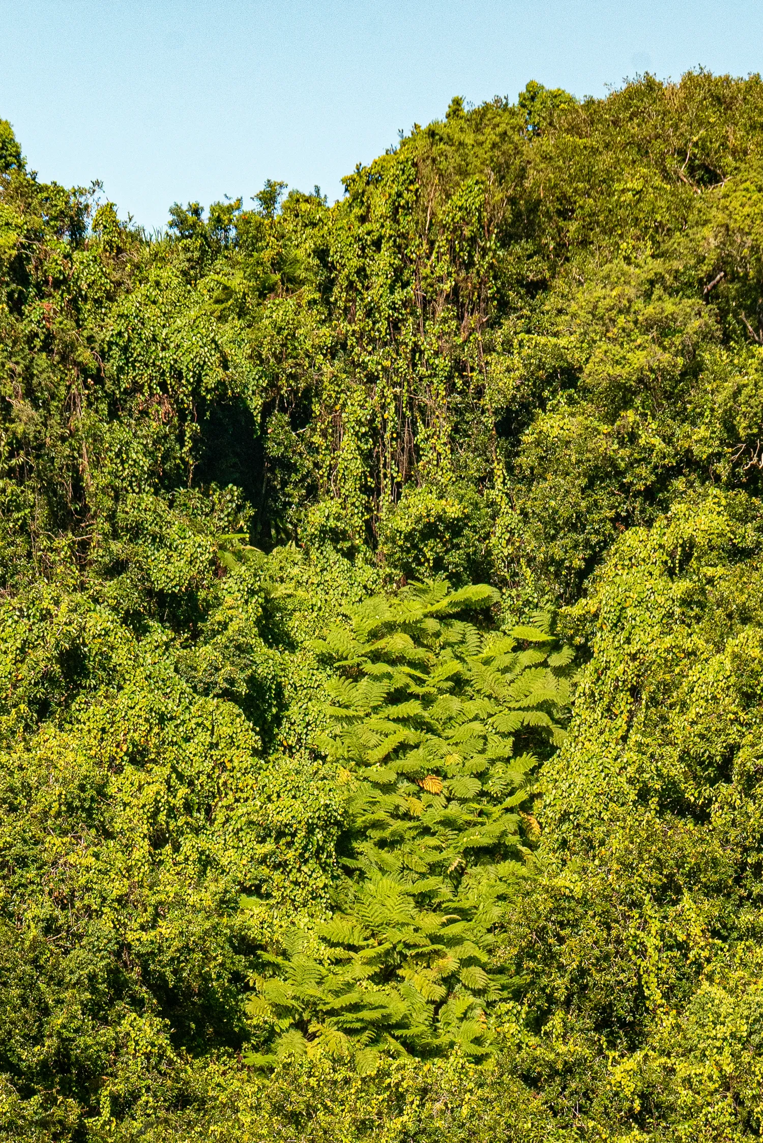 Dichter grüner Wald mit Farnen im Vordergrund unter blauem Himmel