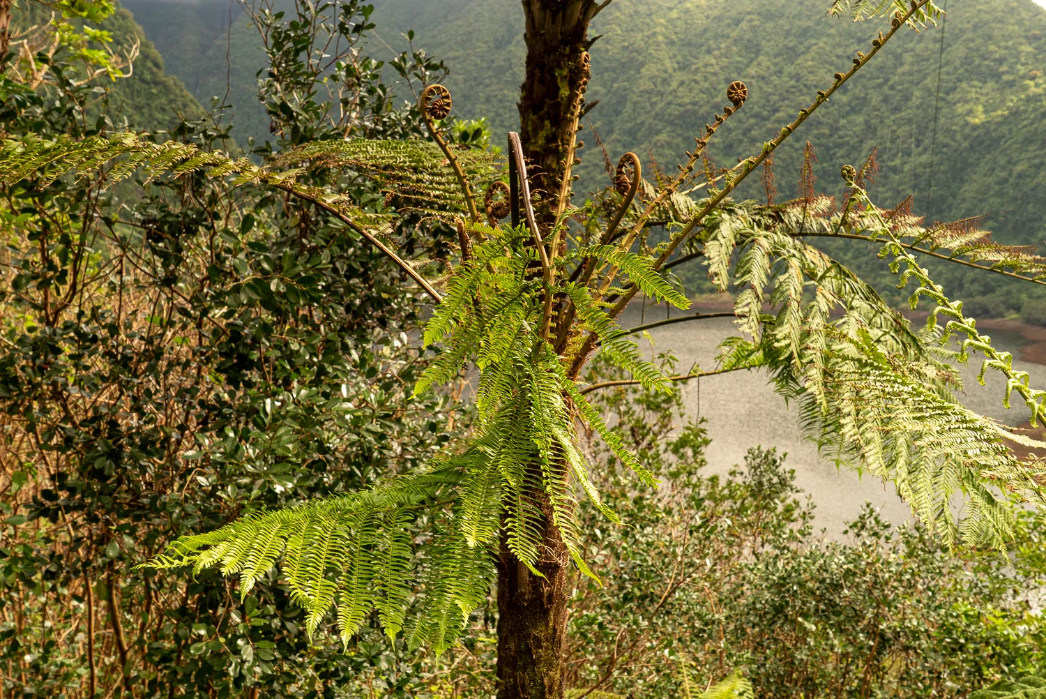 Grüne Farnpflanze mit ausbrechenden Blättern im Wald, Berglandschaft im Hintergrund