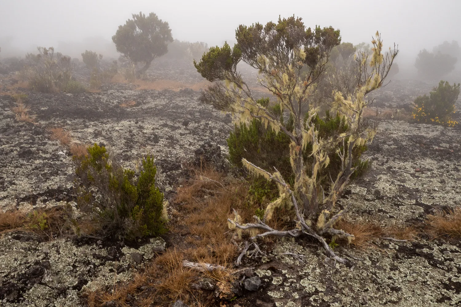 Felsige Landschaft mit Bäumen und Moos im Nebel
