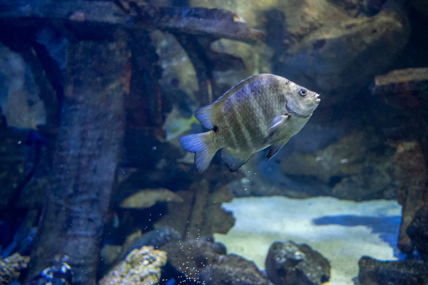 fisch schwimmt in aquarium mit holz und stein