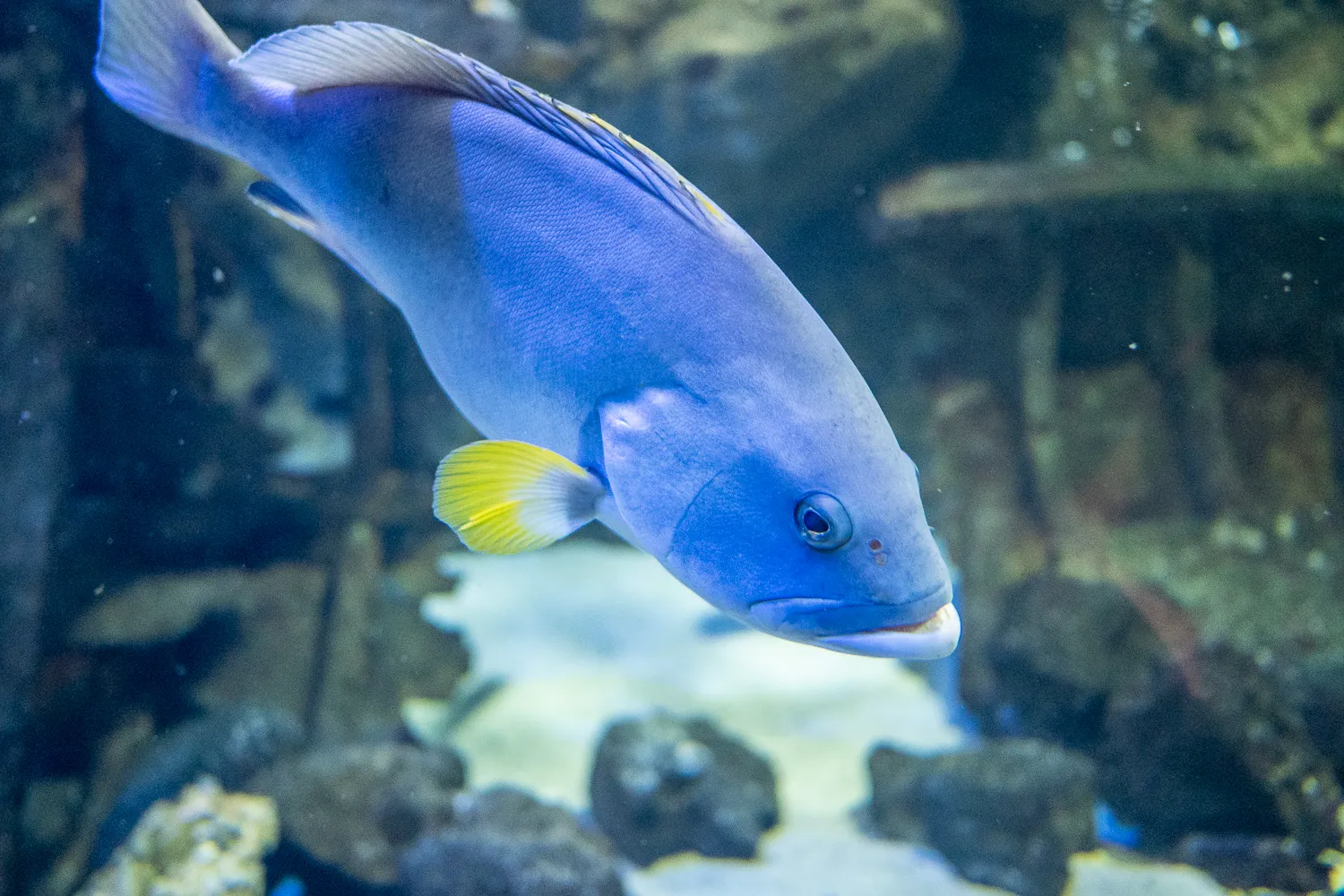 blauer fisch mit gelbem flossenrand schwimmt unter wasser