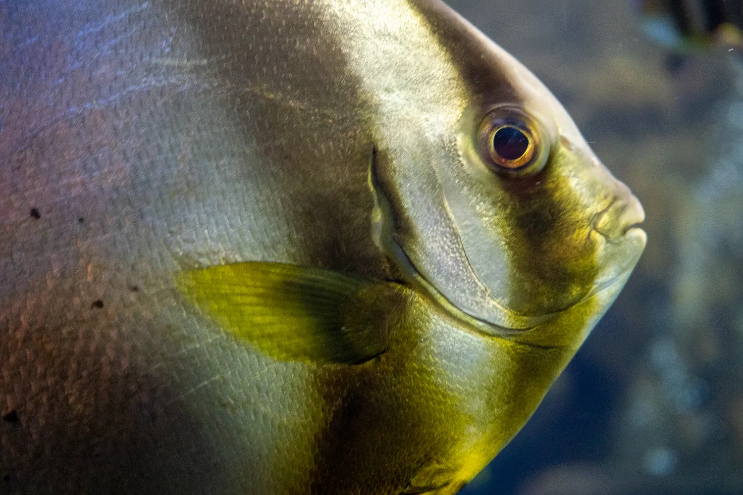 Nahaufnahme eines silbernen Fisches mit gelblichem Schwanzfloss