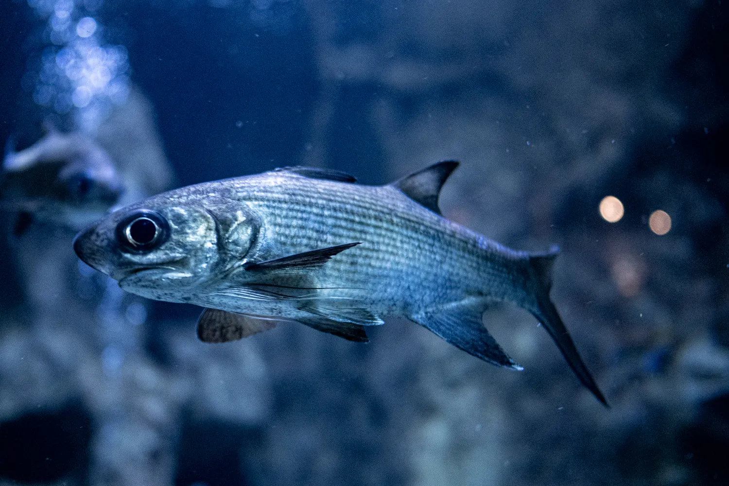 silberner fisch mit dunklen streifen schwimmt im blauen wasser