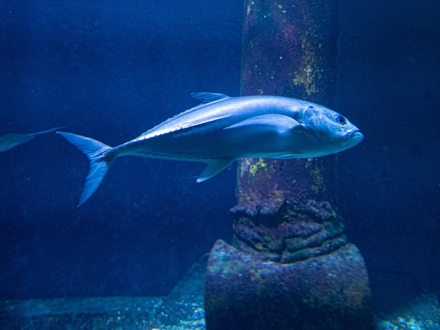 silberner fisch schwimmt neben rustikalem stahlrohr in tiefblauem wasser