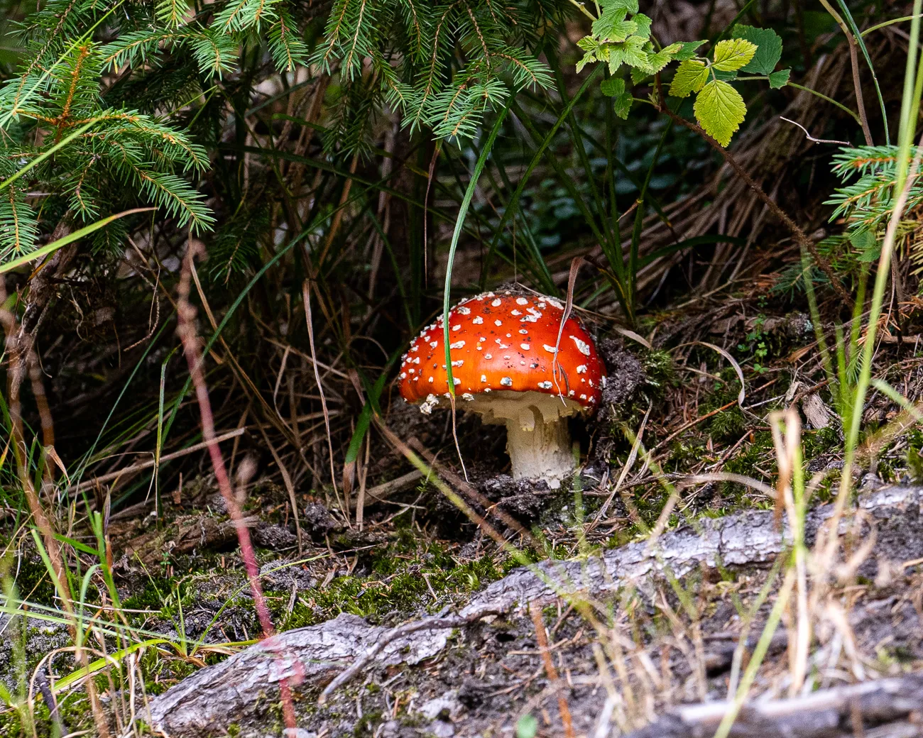rote Pilz mit weißen Flecken im Wald
