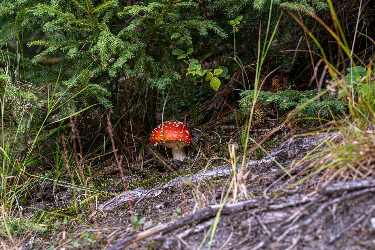 rote Pilz mit weißen Punkten im Wald