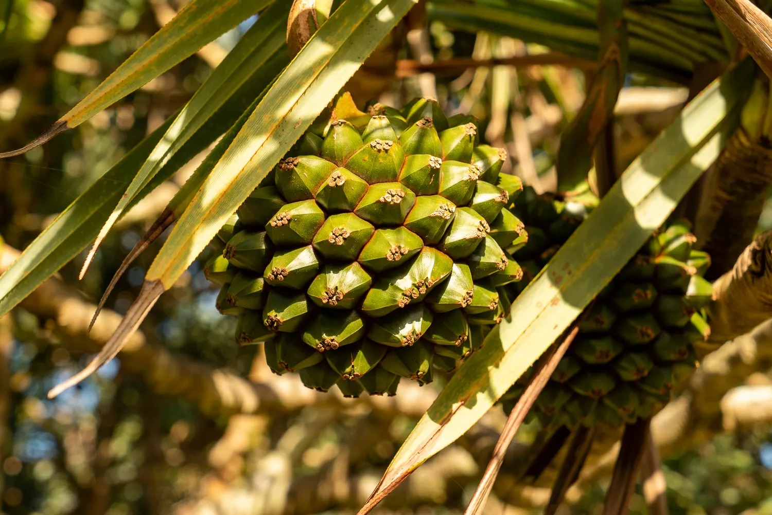 Grüner, kantiger Fruchtstand an einem Palmwedelbaum im Sonnenlicht