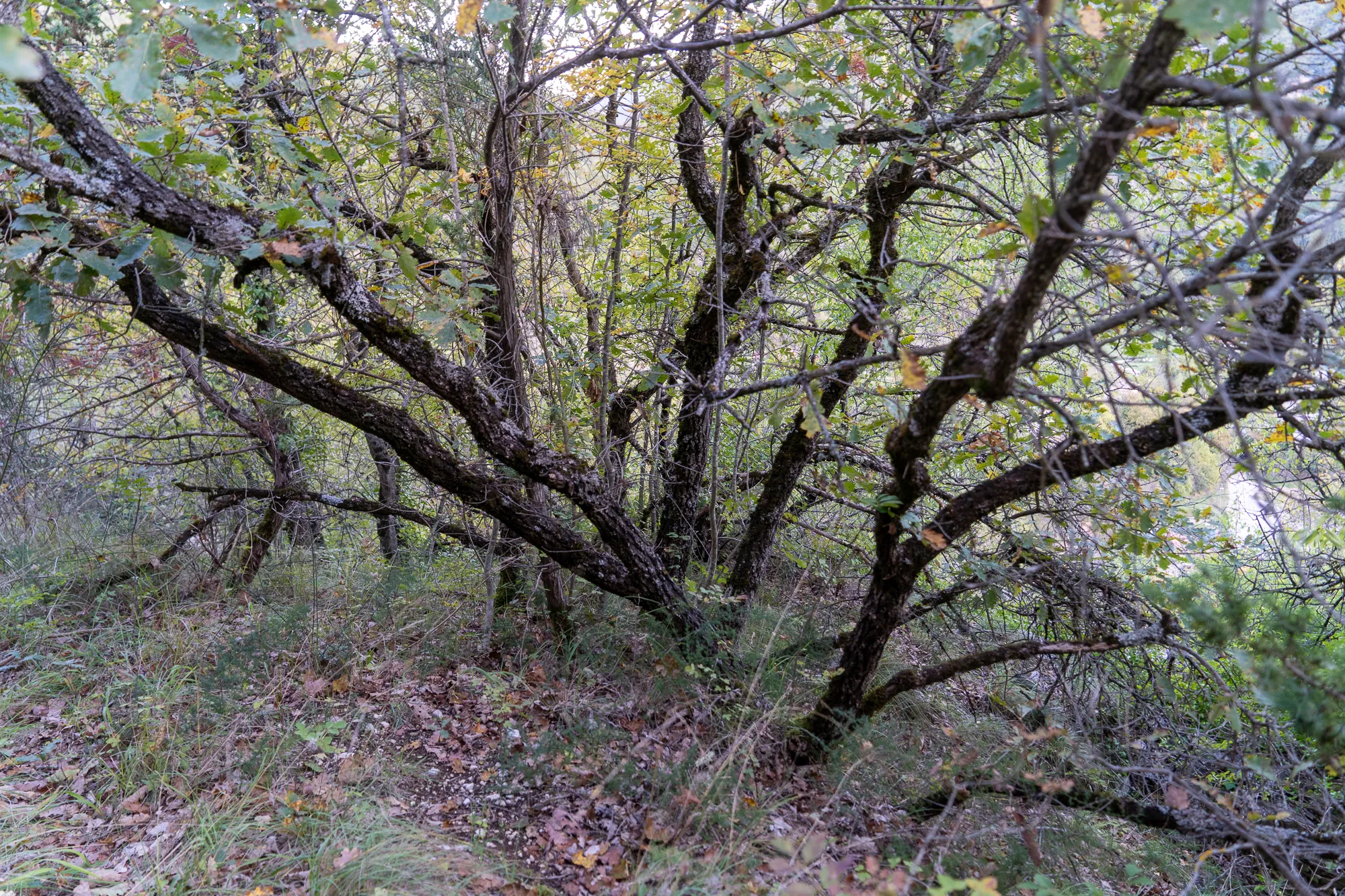 Gebüsch mit dunklen Ästen und grün-gelben Blättern im Wald