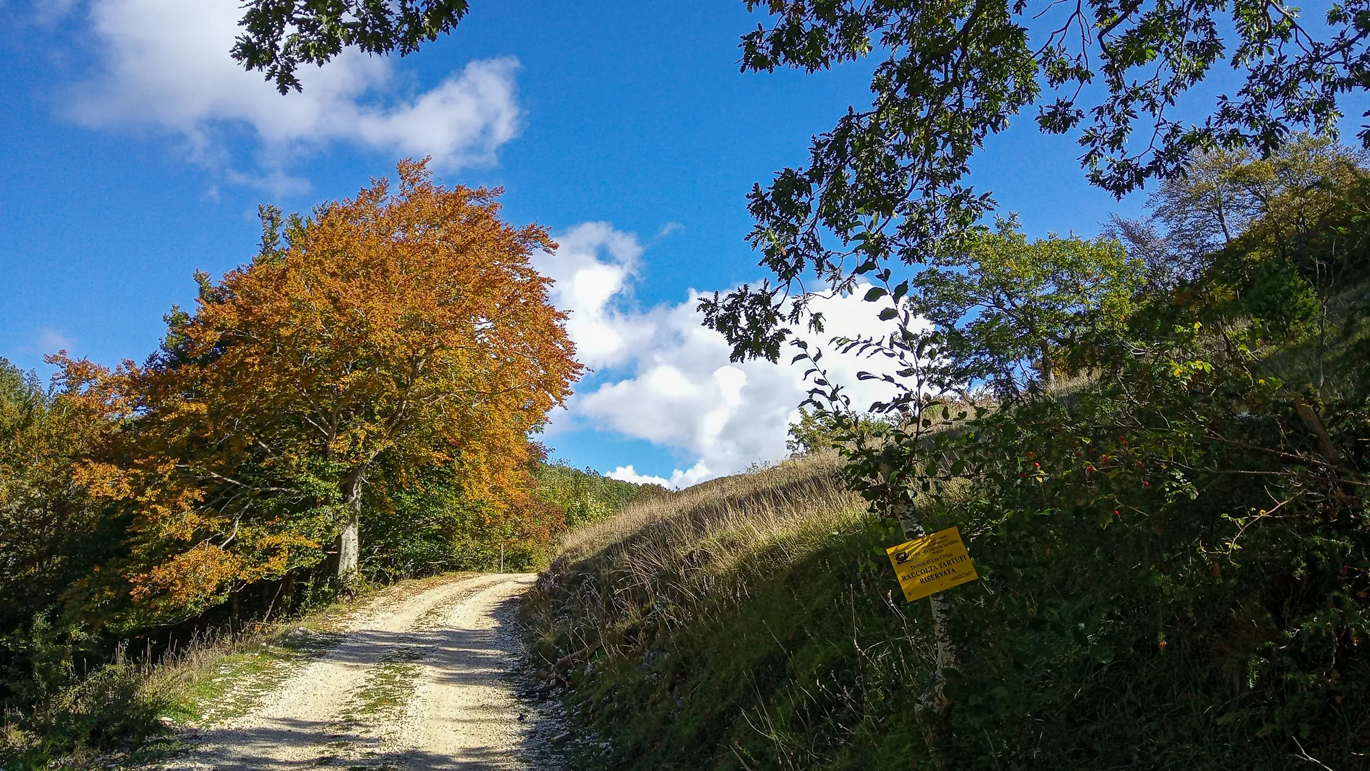 Gehweg durch Herbstlaub unter blauem Himmel mit Wolken