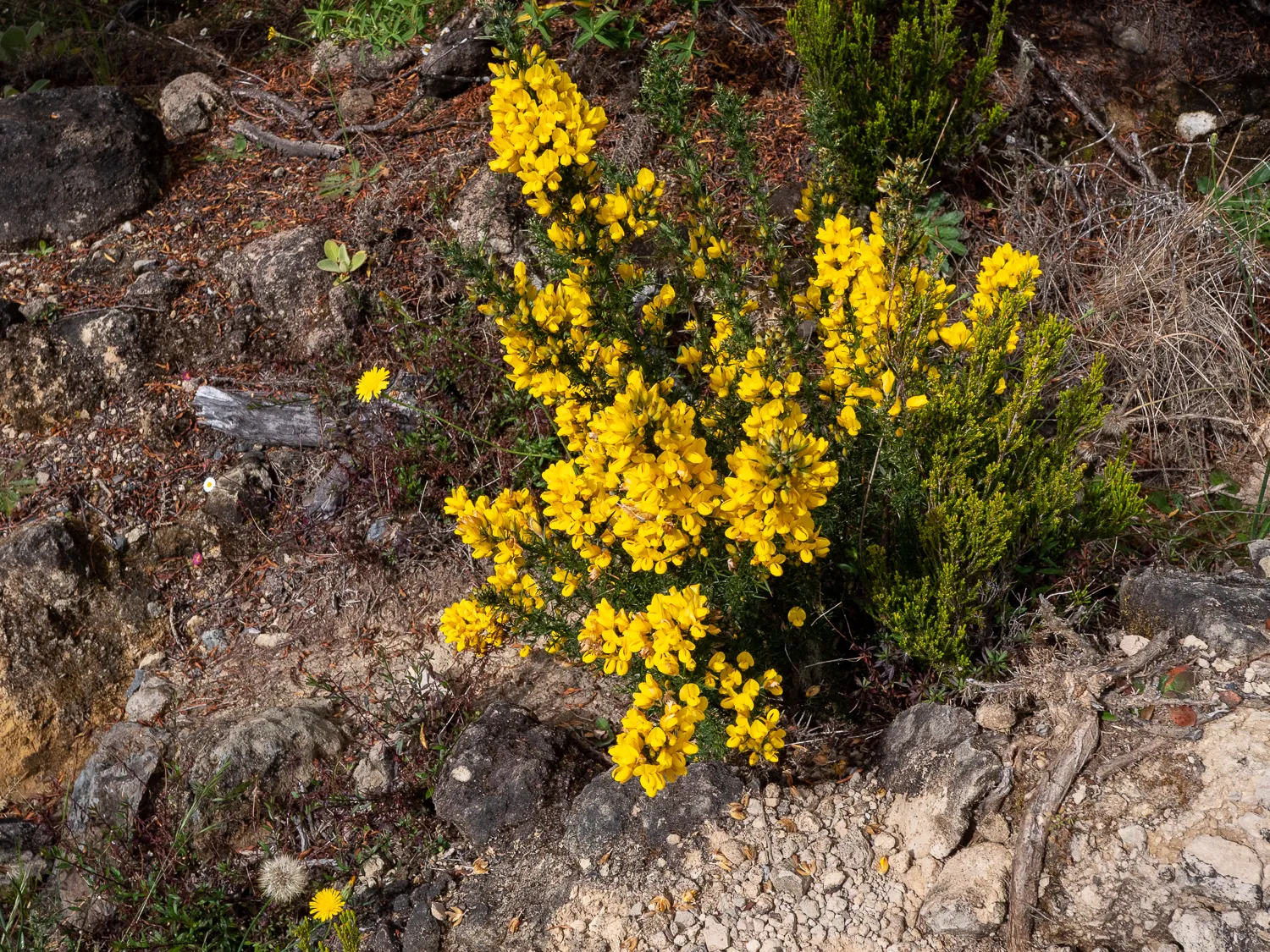Gelbe Blumen wachsen zwischen Steinen und trockenem Gras.