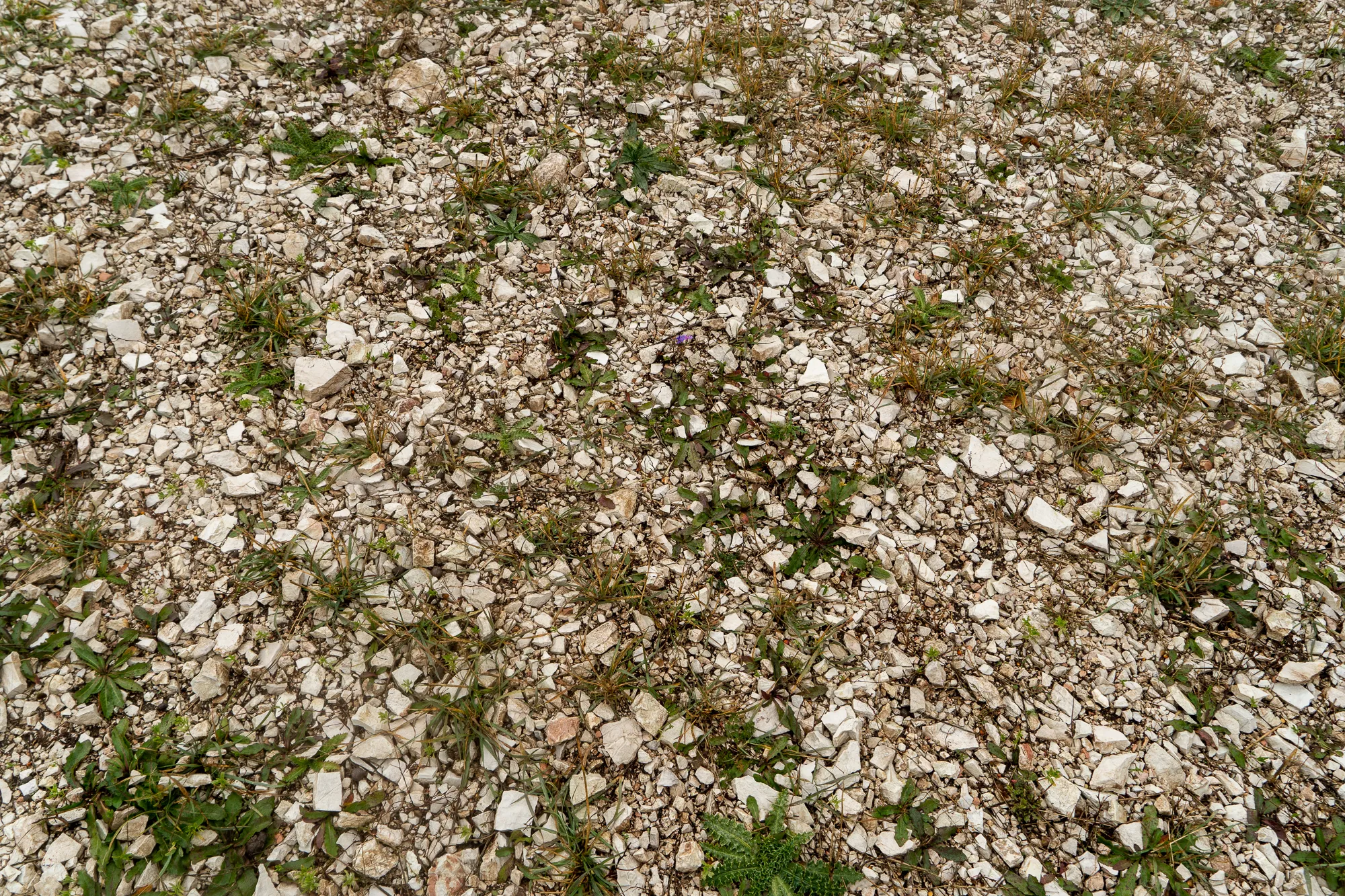 Gesteinsbrocken und Gras auf dem Boden