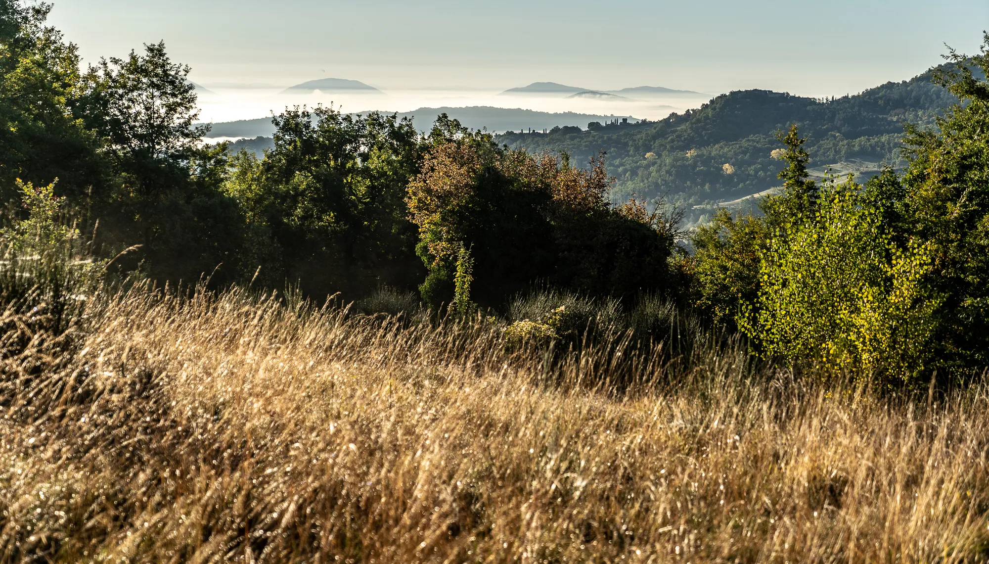 Sonnenlicht durch goldene Gräser, Hügel und Nebel im Hintergrund