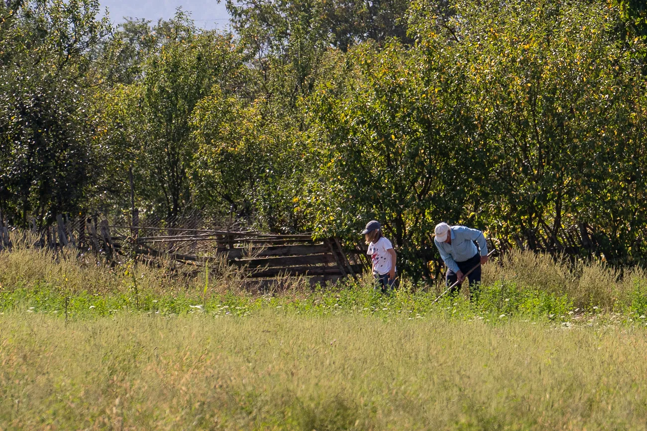zwei personen graben in einem grasbewachsenen feld vor baumreihe
